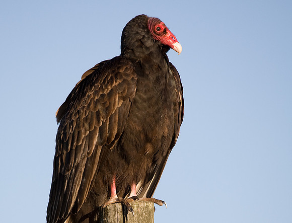 Turkey Vulture