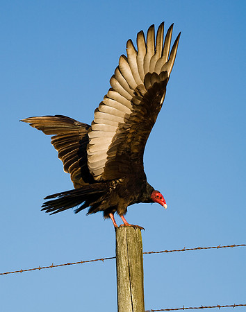 Turkey Vulture