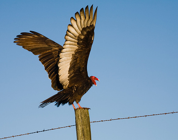 Turkey Vulture