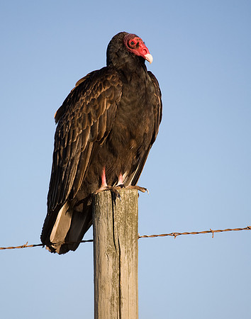 Turkey Vulture