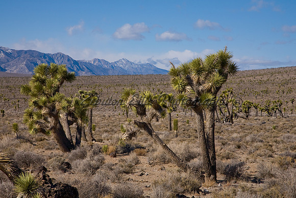 Joshua trees in Lee Flats