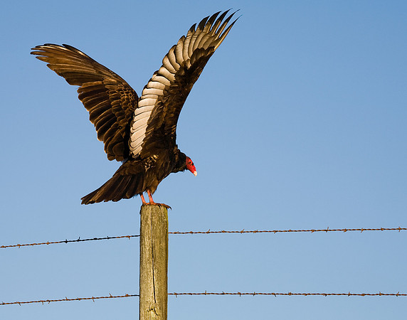 Turkey Vulture