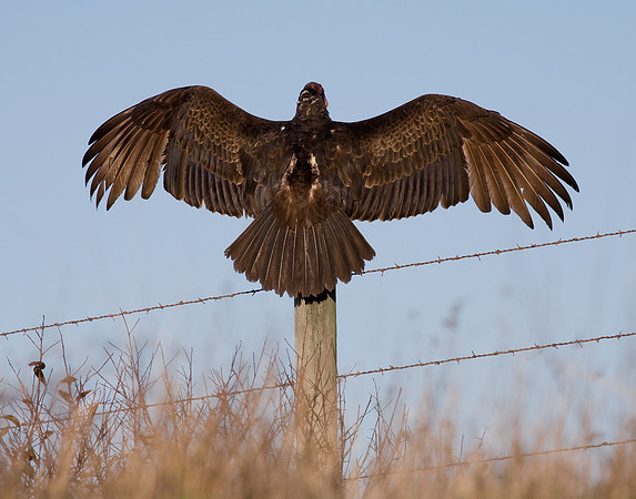 Turkey Vulture showing off