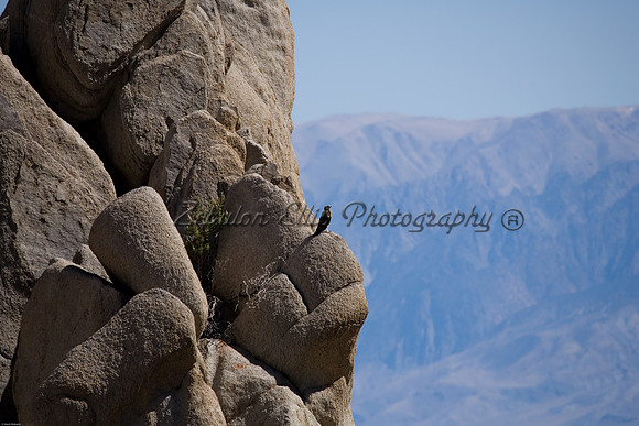 Hawk on a rock