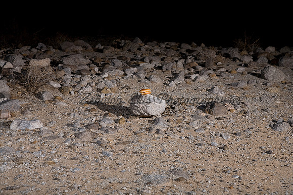 Cheeseburger found on Mars!