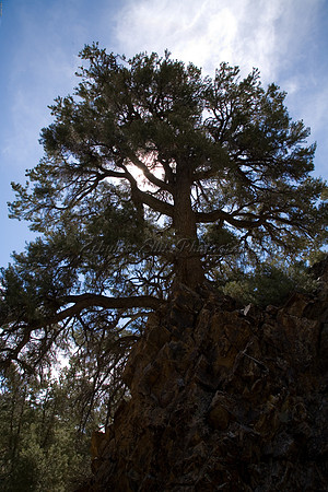 Majestic Tree