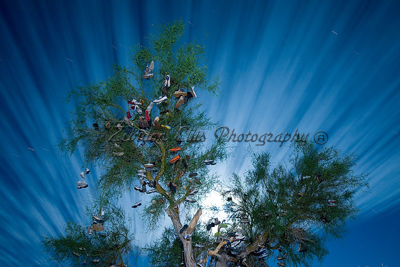 Shoe Tree