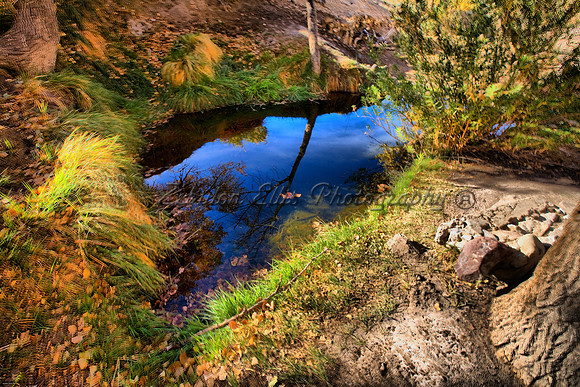 Reflective Dreams